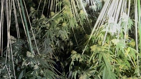 Watch: £1m cannabis factory found hidden in town’s old Woolworths store