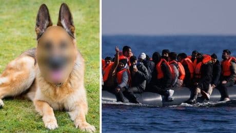Migrant’s dog crosses Channel on dinghy - now UK taxpayers pay thousands to care for it