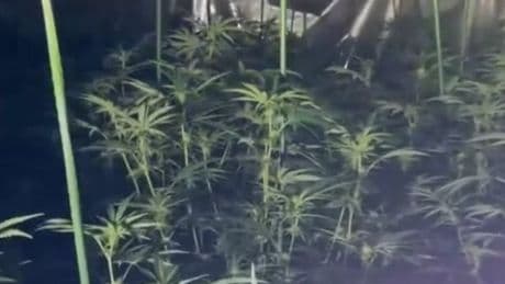 Poundland former store hid £2m cannabis farm with potentially lethal booby trap