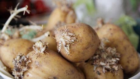 Haushalt - Mit diesem Trick verhindern Sie, dass Kartoffeln keimen