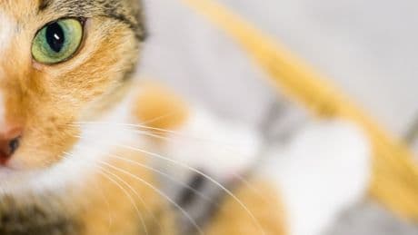 Katze macht Lärm im Treppenhaus – und rettet Besitzerin das Leben