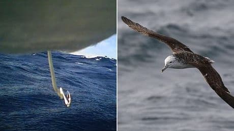 Umbrella's up! Seabirds poo once every 4 MINUTES - but there's a simple way to avoid getting splattered