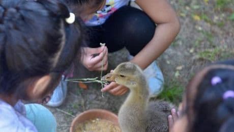 Pet therapy all’asilo Firpo di Sampierdarena, i bimbi incontrano gli animali da fattoria | Foto