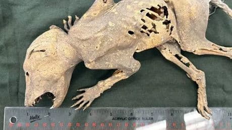 Mystery mummified creature with 'human-like hands' probed by scientists