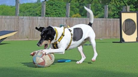 Uddingston Rugby Club drop-kick in balls for Dogs Trust Glasgow