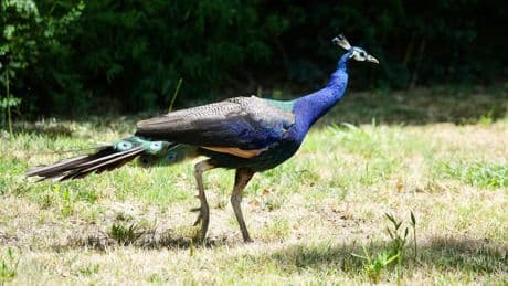 Famous peacocks and peahens ‘stolen’ from historic hotel