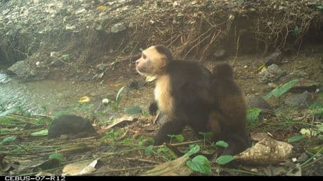 Monos capuchinos adolescentes secuestran a las crías de otra especie por ‘aburrimiento’