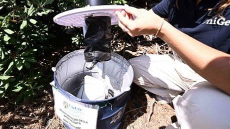 West Nile, prima vittima in Veneto: è una donna di 81 anni. La situazione in Italia