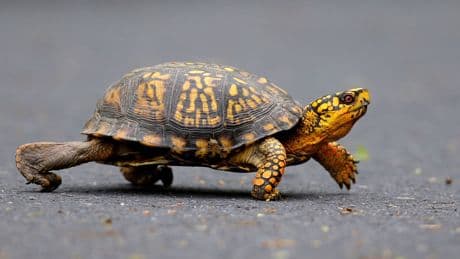 Man tried to smuggle hundreds of turtles inside socks out of the US