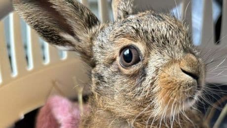 Farmer performs emergency C-section on hare with pen knife after killing beast in accident