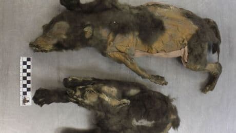 Mummified 14,000-year-old puppies with their FUR still intact and food still in their stomachs are found frozen in ice