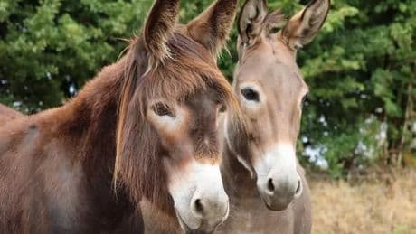 'Brilliant' free day out with donkeys and play park is 'must visit' for families