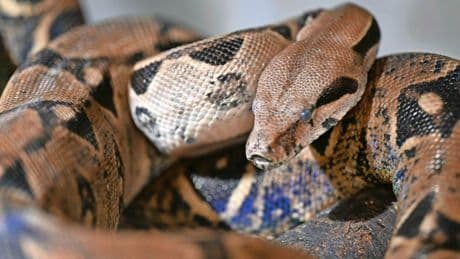 Bijzondere reiziger in Haagse tram: controleurs treffen boa constrictor aan bij passagier