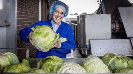 Terwijl het land kampt met een hittegolf, maken ze hier zuurkool: ’Een deel gaat naar Australië, heimwee-voedsel’