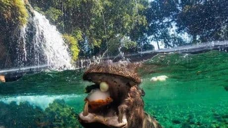 La peculiar manera con la que un zoo de Valencia refresca a sus animales en plena ola de calor