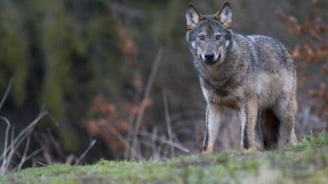 Steeds meer wolven in Duitsland