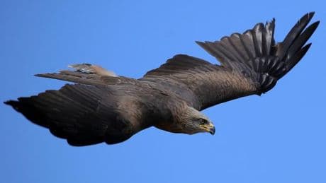 À Venise, les hôteliers s’allient aux fauconniers contre les mouettes et les pigeons