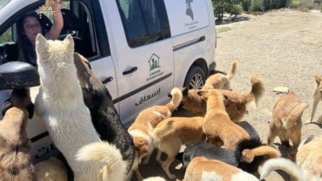 El Mundial salva del exterminio a cientos de miles de perros callejeros en Marruecos