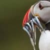 Sandeel fishing ban to remain in place