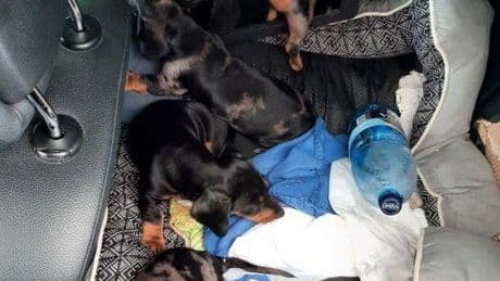 Niedlich aber illegal - Rumäne mit sieben Schmuggel-Welpen erwischt