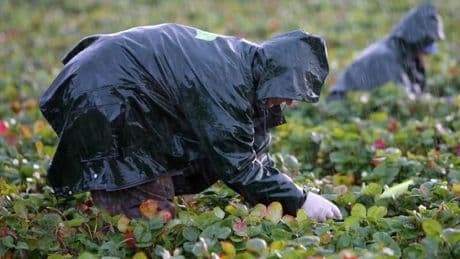 Insider prophezeit, das sich die Deutschen Erdbeeren bald nicht mehr leisten können