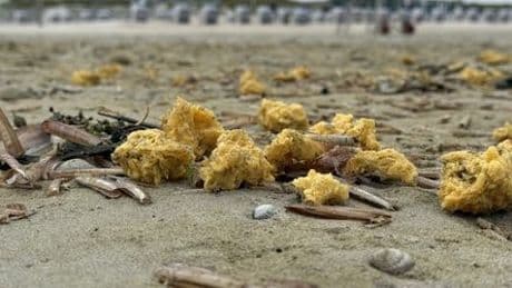 Nordsee: Gelbe, wachsartige Klumpen an ostfriesischen Stränden entdeckt