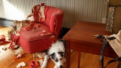 Haftpflicht für Hunde: Darum sollten Sie nicht erst im Schadensfall handeln
