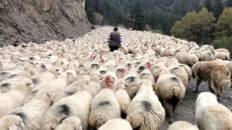 Fotowettbewerb: Heimkehr der Herde