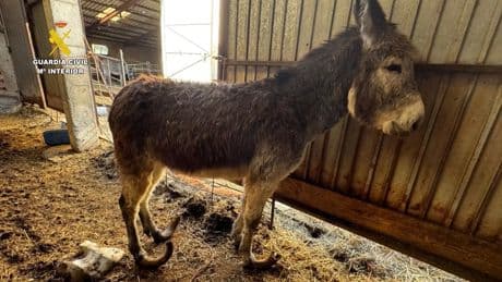 Burros entre heces y 70 animales abandonados: investigan por maltrato a un ganadero de Burgos