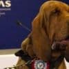Italian 'hero' sniffer dog killed with nail-filled sausages