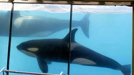 Pourquoi des soigneurs de Marineland sont soupçonnés d’avoir stimulé sexuellement une orque