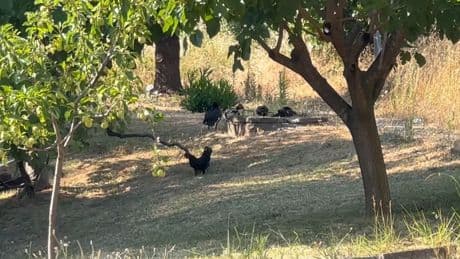 Belediyeden flaş karar; küçük ve büyükbaş ile kanatlı hayvan beslemek yasaklandı