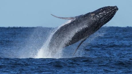 Commuter traffic gives way for whales on Australia's humpback highway