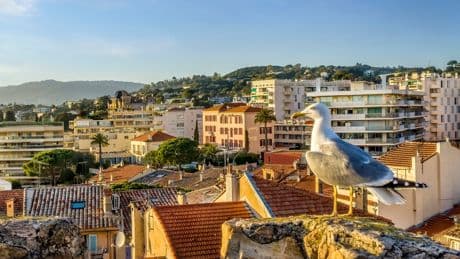 Hawks deployed to protect celebrities from swooping seagulls at Cannes