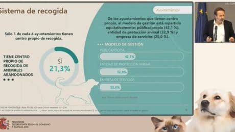 La preocupante estadística de perros y gatos que llegan a centros de acogida