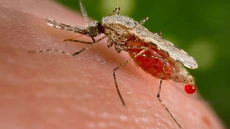 Científicos desarrollan una trampa para mosquitos que usa IA para identificar a los que transmiten enfermedades
