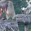 Natuurfotograaf Eric legt vast hoe ooievaar blikje uitbraakt om jong te voeden in Diest: “Onvoorstelbaar wat zwerfvuil deze dieren aandoet”