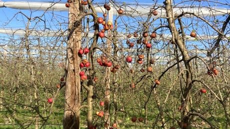 La filière pommes sans recours face aux pucerons