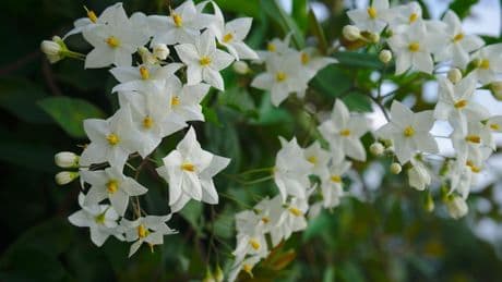 Jardin : ces plantes grimpantes qui montent, rampent et fleurissent en ce moment