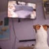 Les chiens regardent-ils vraiment la télévision ?