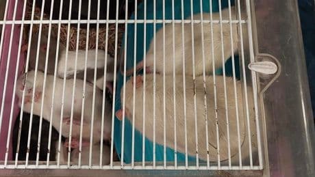 Essen: Bundespolizei befreit 15 Ratten aus übervollem Käfig