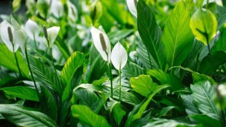 Peace lilies produce bigger blooms when fed five unusual household scraps