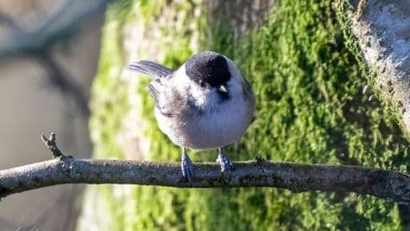 Work begins to protect vital Dumfries and Galloway habitat for rare bird