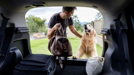 Cómo viajar con animales de compañía sin traer parásitos de recuerdo