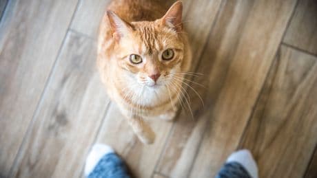 Geheime Taktik oder bloßer Zufall? Warum Katzen ausgerechnet auf Katzenhasser zugehen