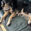 Ich wollte nie einen Hund: Jetzt gehe ich täglich mit ihm Gassi