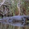 En Floride, un projet de centre de détention au cœur des Everglades