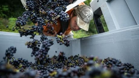 Des milliers d'exploitations menacées? La filière du vin s'inquiète d'être exclue de l'accord commercial entre l'UE et les États-Unis