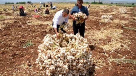 Vücudu baştan ayağa yeniliyor! Dışarı çıkarken kötü koksa da en güçlü antibiyotik: Evinizden eksik etmeyin