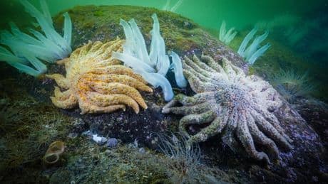 Hallan la causa de la misteriosa epidemia que se ceba con las estrellas de mar: ha matado a más de 5.000 millones